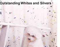 white poodles
