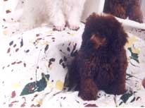champion red poodles